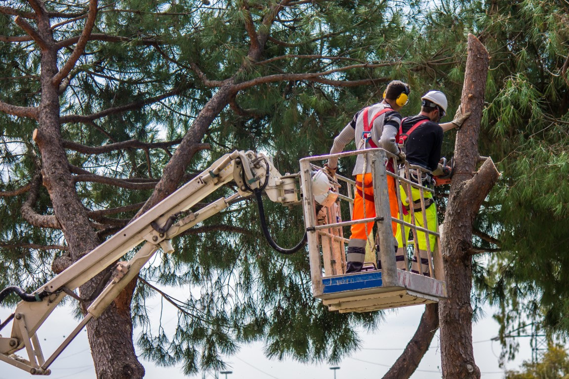 tree service
