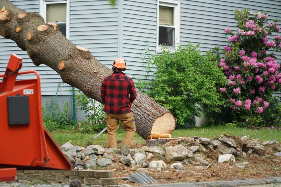 tree removal cost