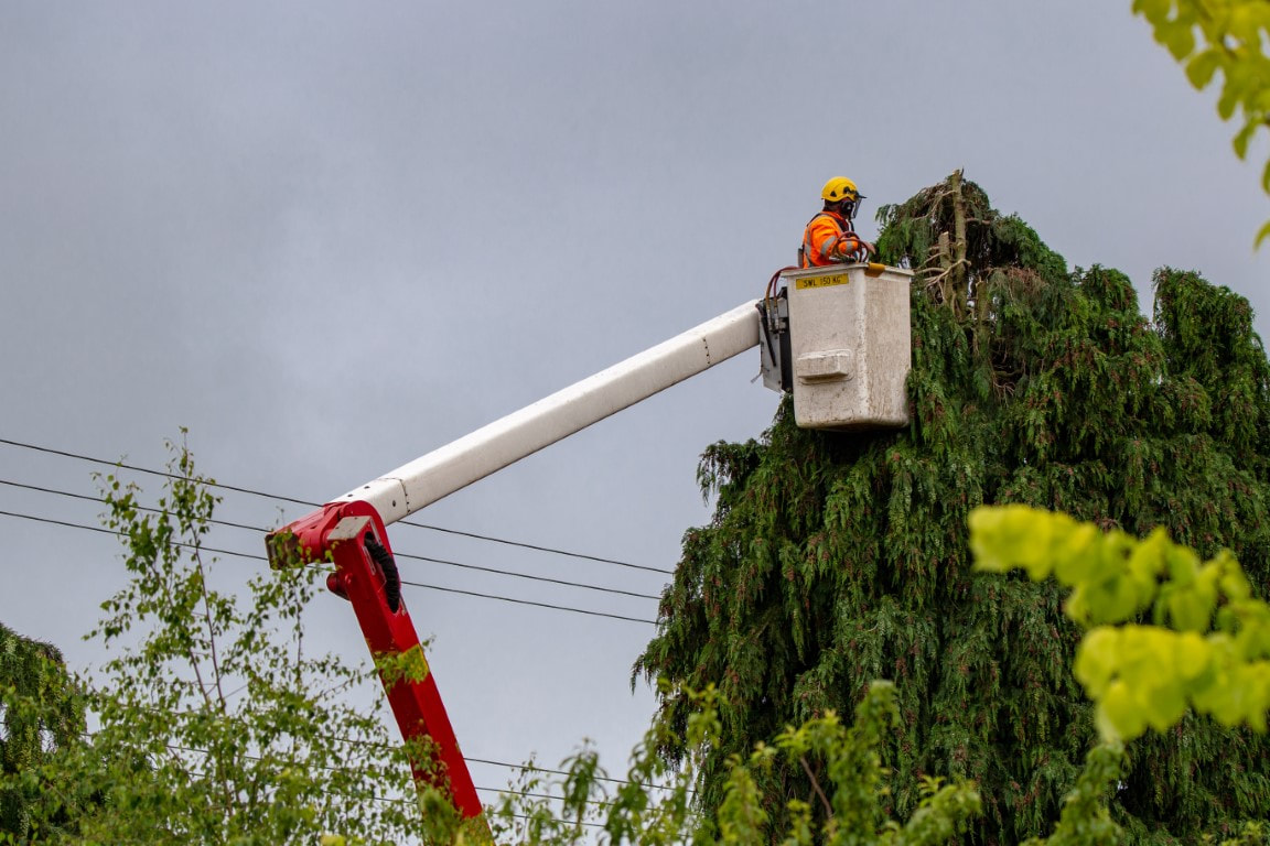 tree trimming near me