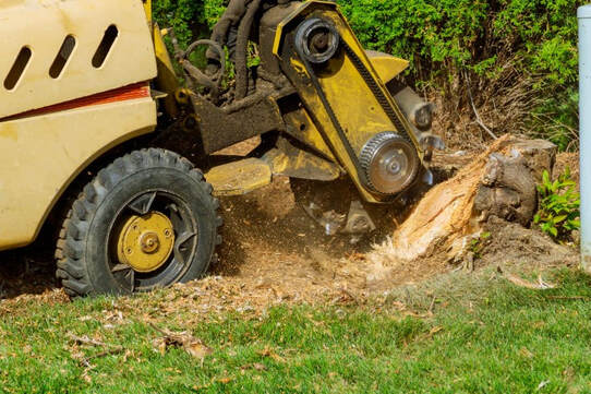 tree stump removal