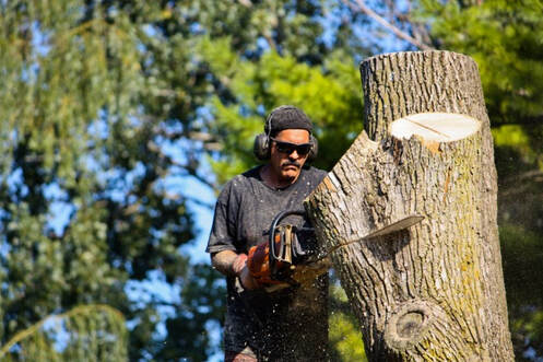 tree service