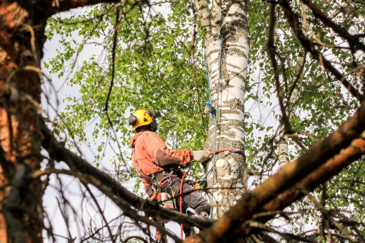 tree service near me