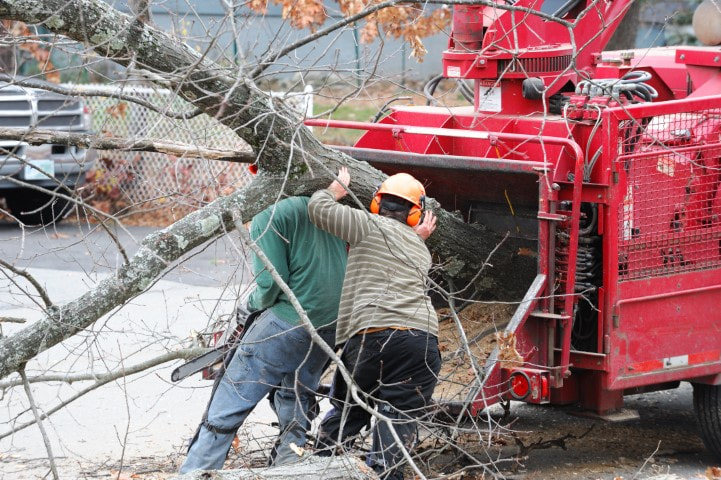 tree trimming
