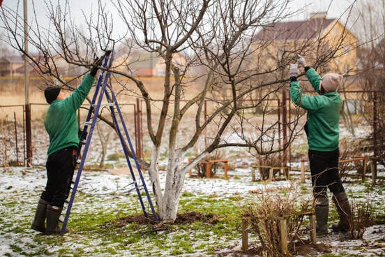 tree maintenance near me