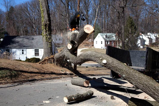 tree removal service