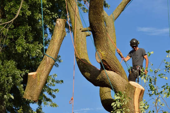 tree removal near me