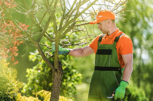 tree maintenance company near me