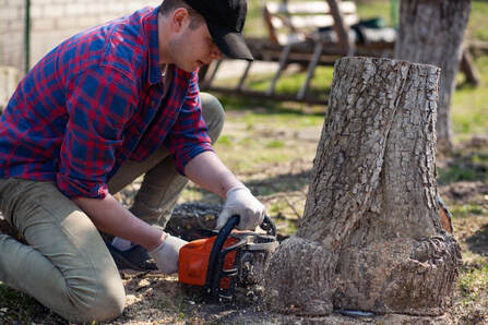 stump removal near me