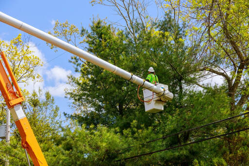 tree pruning near me