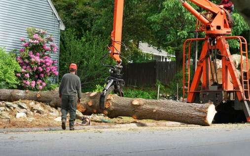 tree removal near me