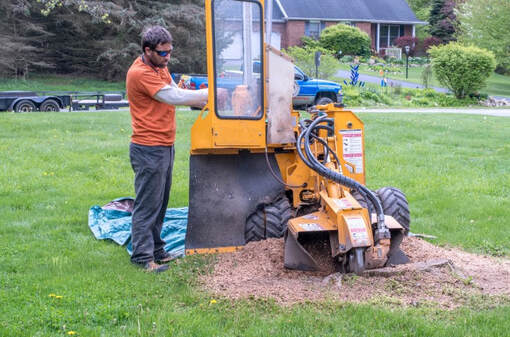 tree removal