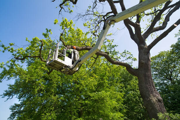 tree trimming service near me