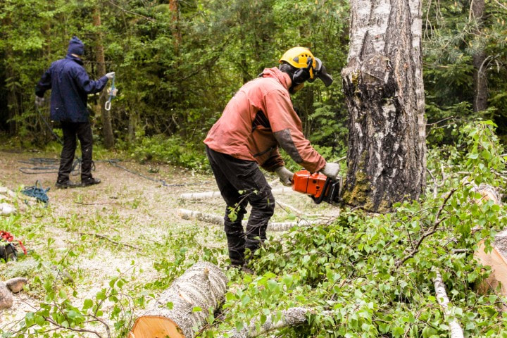 tree cutting service near me
