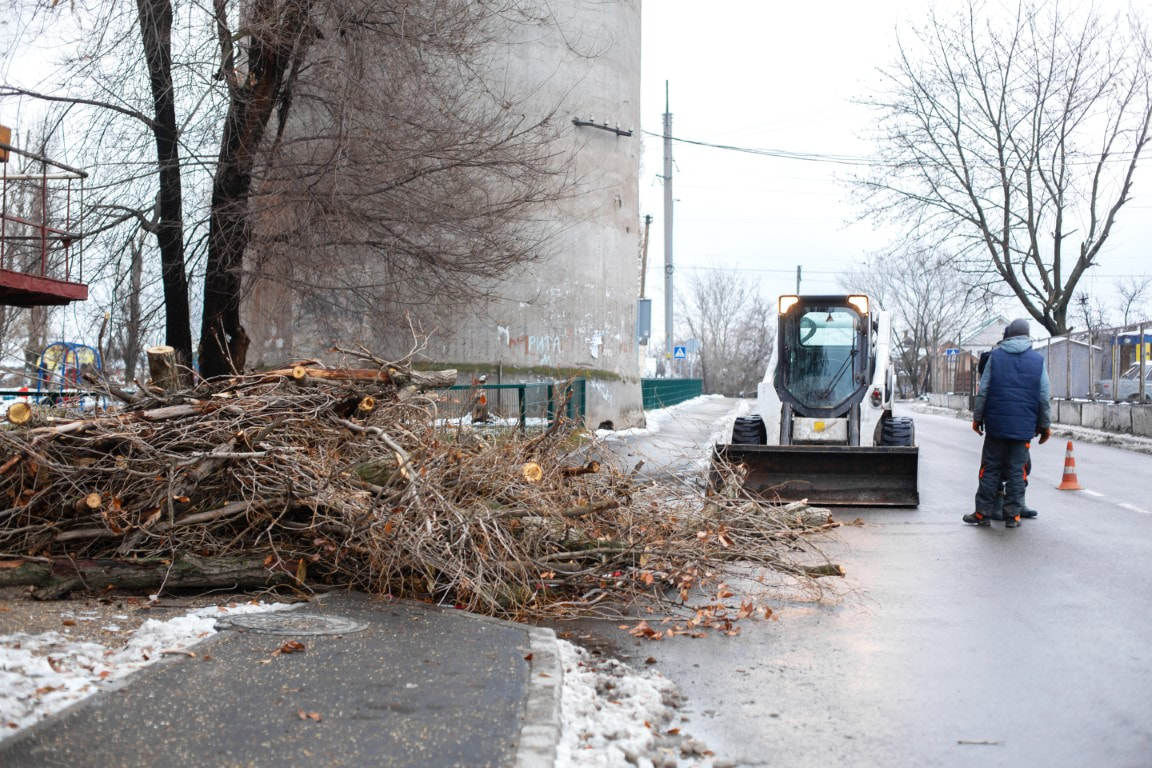 tree arborist near me