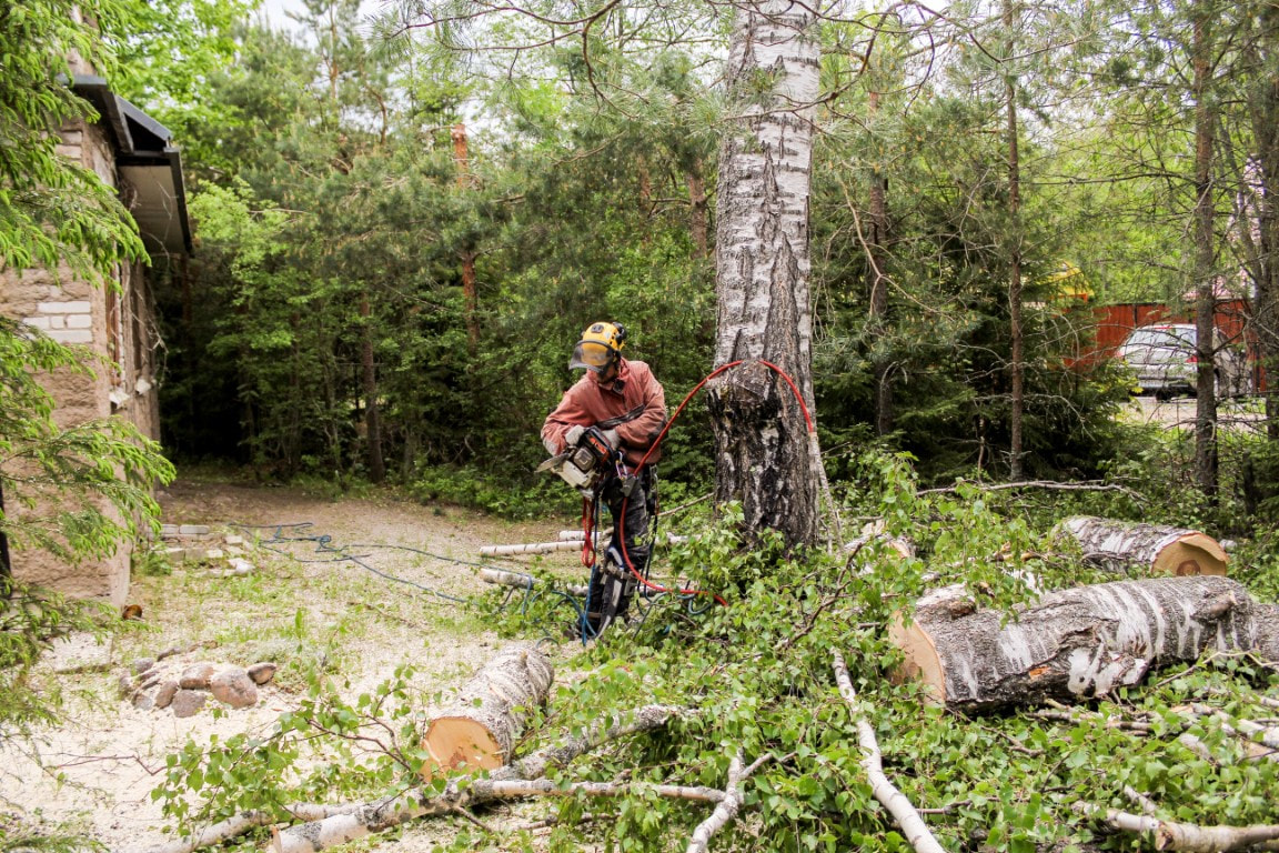 tree pruning near me