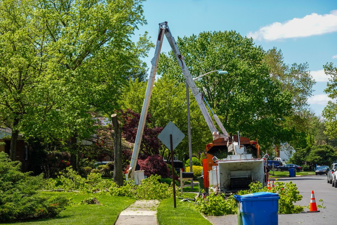 tree removal service near me