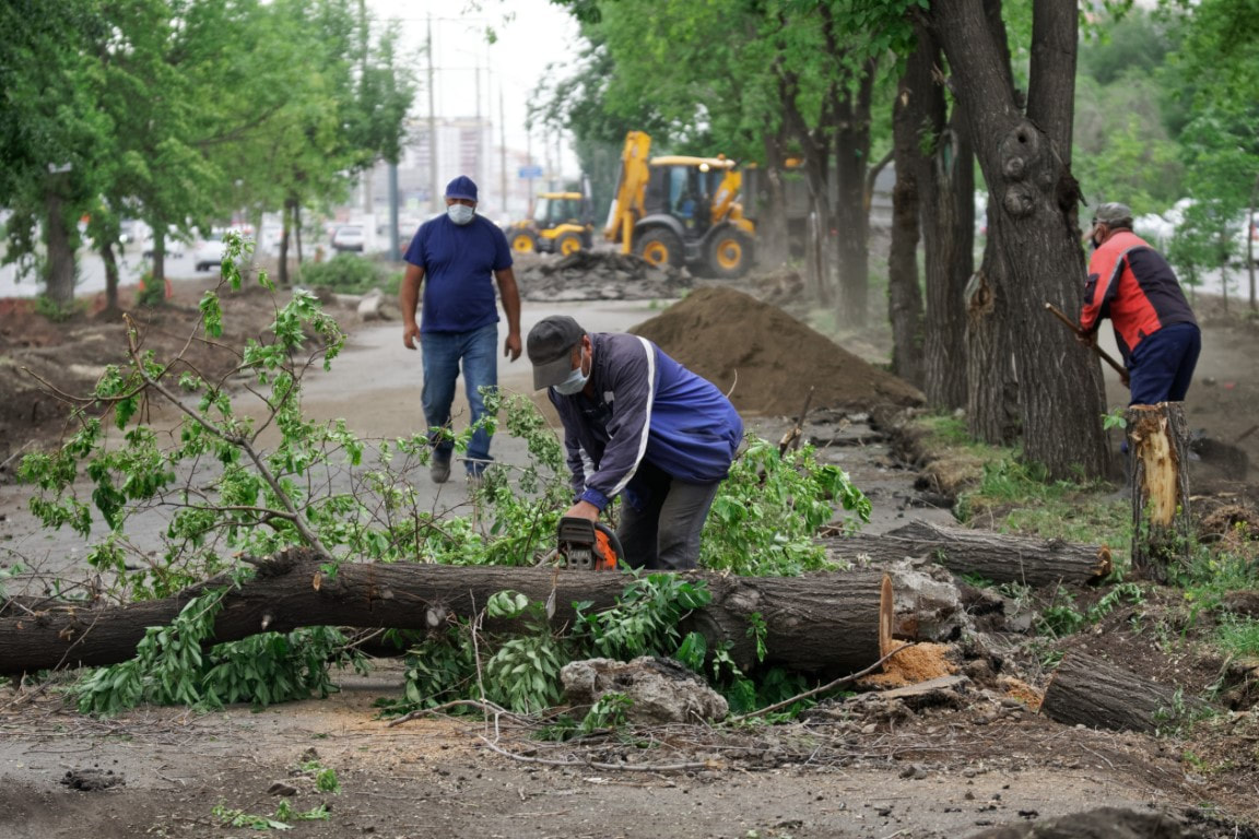 tree company