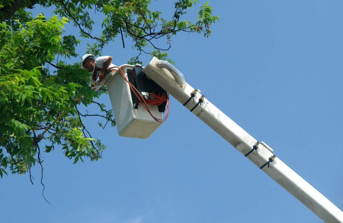 tree trimming service