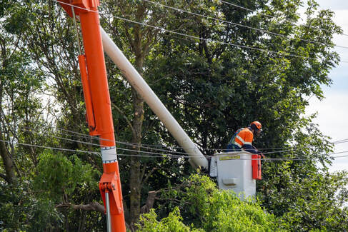 tree companies near me